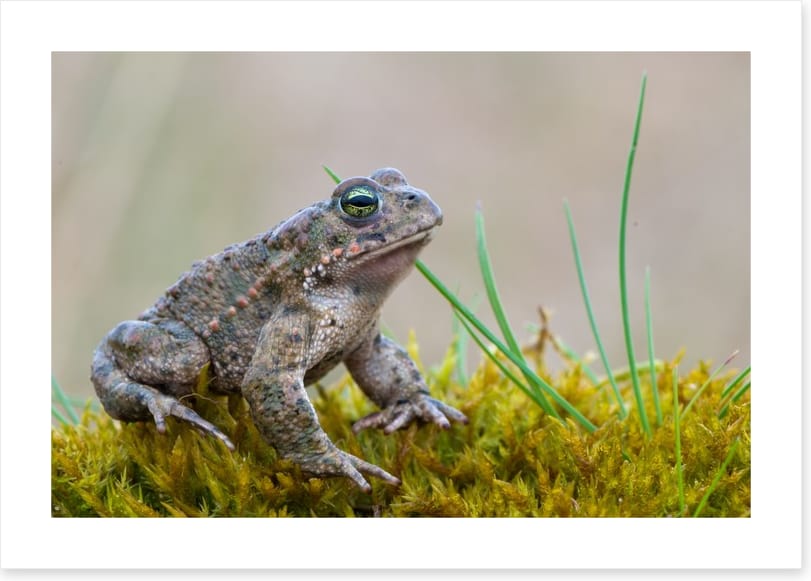 Reptiles / Amphibian