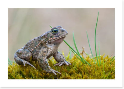 Reptiles / Amphibian