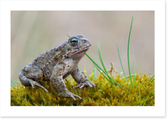 Reptiles / Amphibian