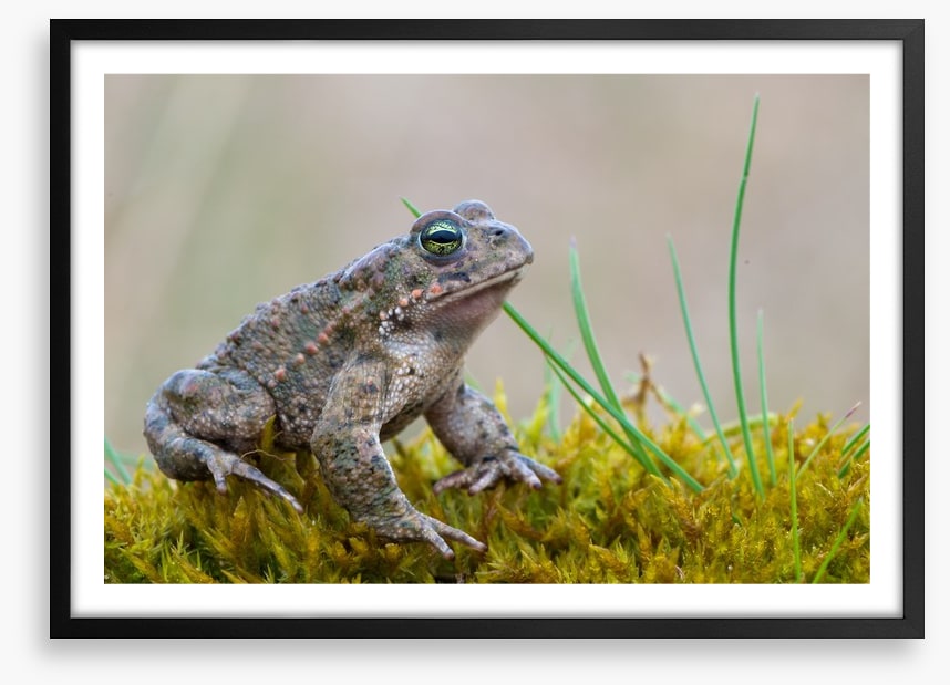 Reptiles / Amphibian