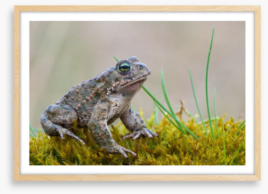 Reptiles / Amphibian