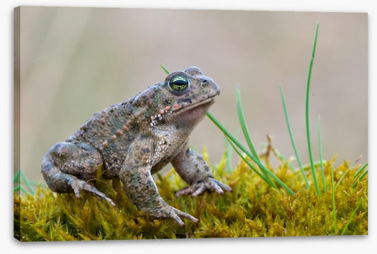 Reptiles / Amphibian