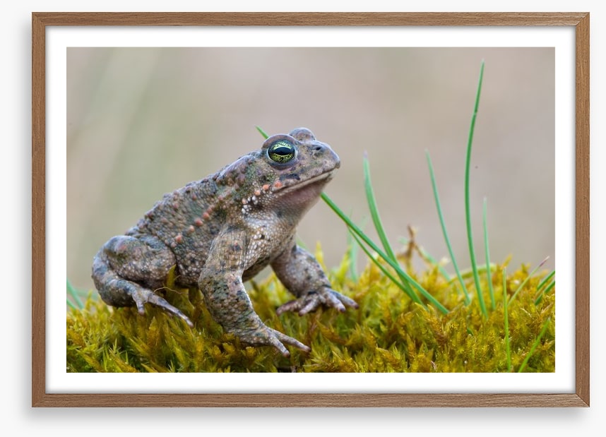 Reptiles / Amphibian