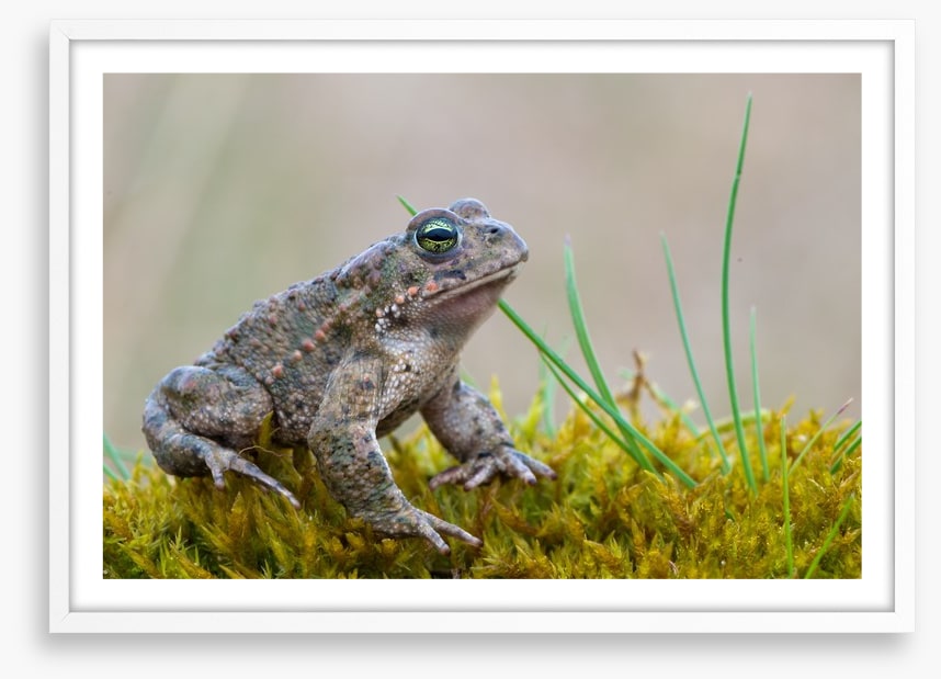 Reptiles / Amphibian