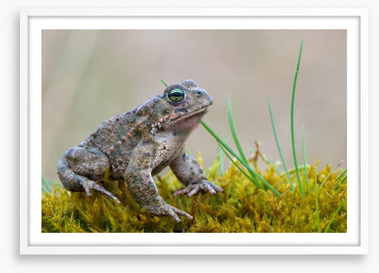 Reptiles / Amphibian