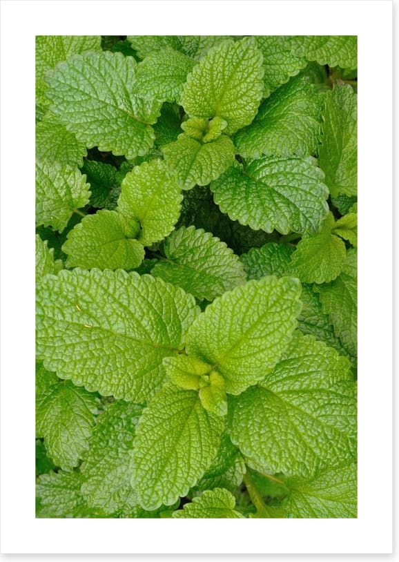 Mint condition