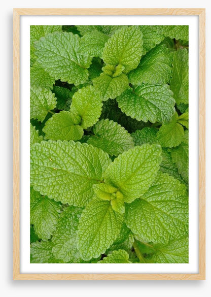 Mint condition
