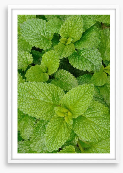 Mint condition