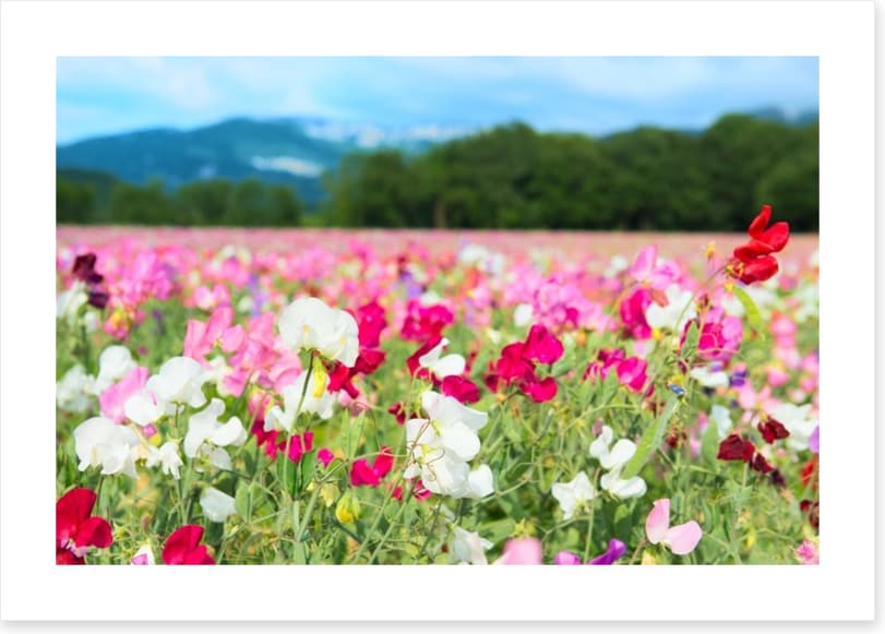 Spring meadow