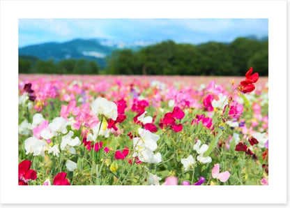 Spring meadow