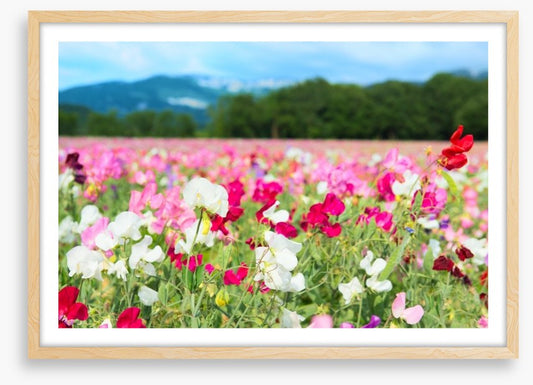 Spring meadow