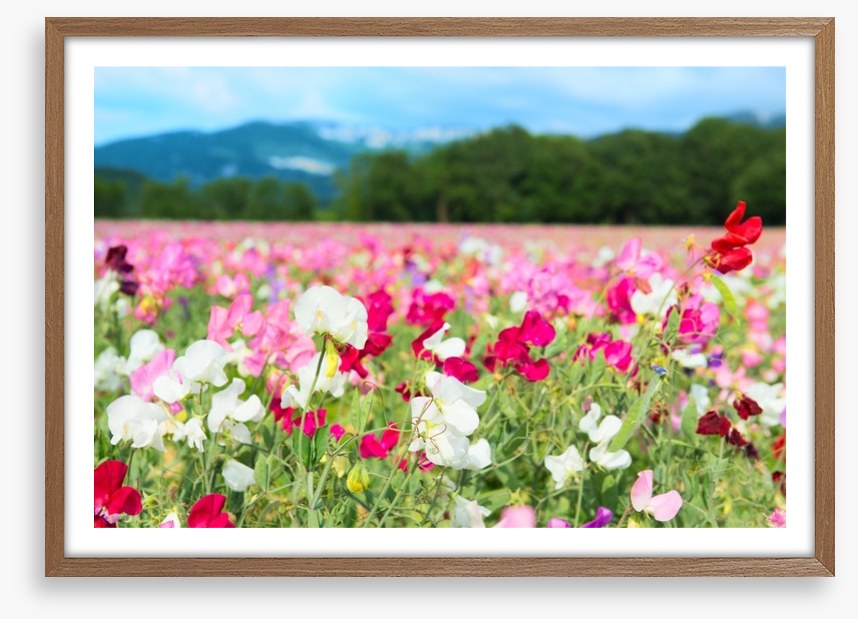 Spring meadow