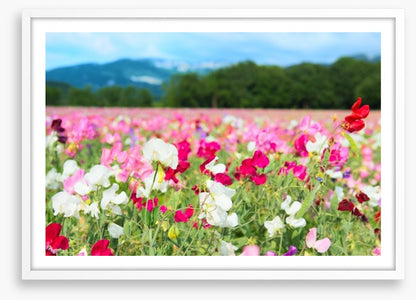 Spring meadow