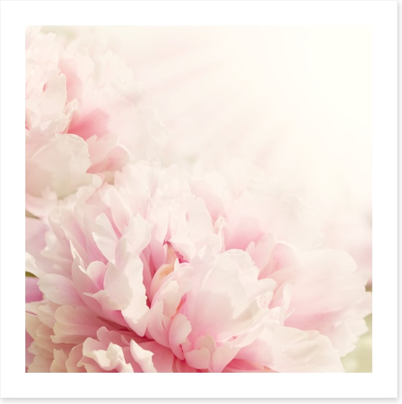 Soft pink peony