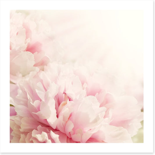 Soft pink peony