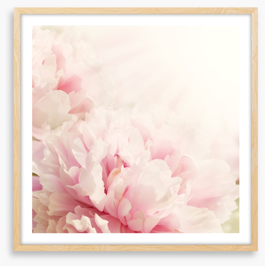 Soft pink peony