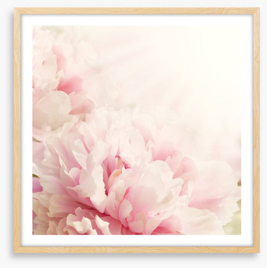 Soft pink peony
