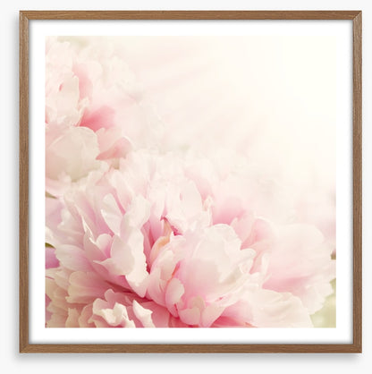 Soft pink peony