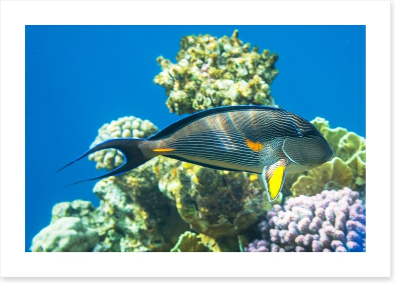 Fish / Aquatic