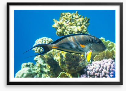 Fish / Aquatic