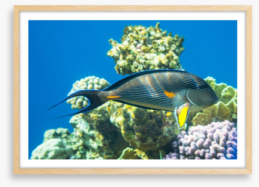 Fish / Aquatic