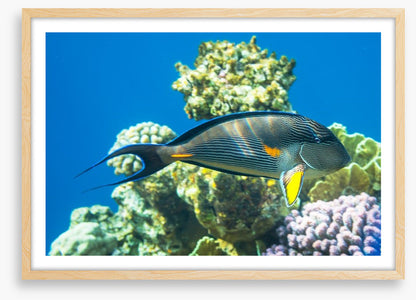 Fish / Aquatic
