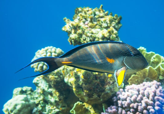 Fish / Aquatic