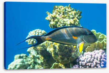Fish / Aquatic