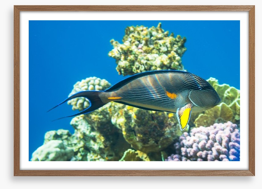 Fish / Aquatic