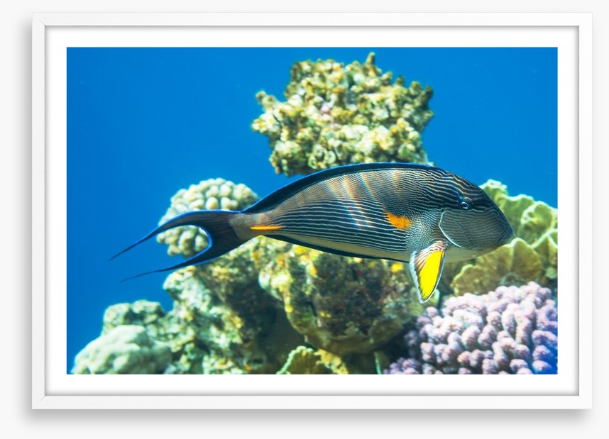 Fish / Aquatic