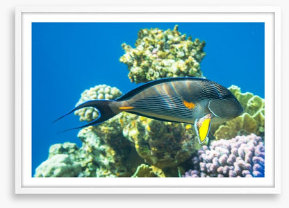 Fish / Aquatic