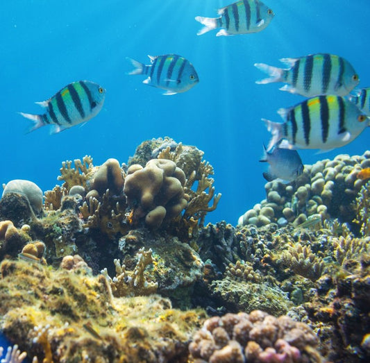 Underwater