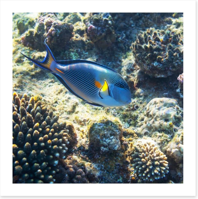 Fish / Aquatic