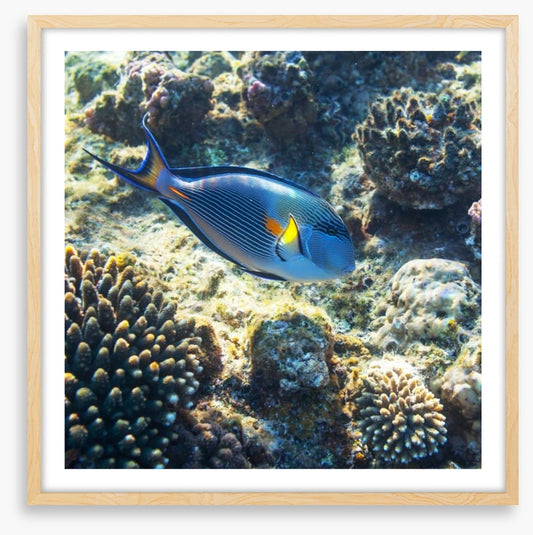 Fish / Aquatic