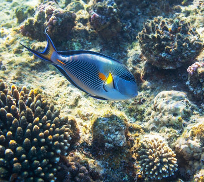 Fish / Aquatic
