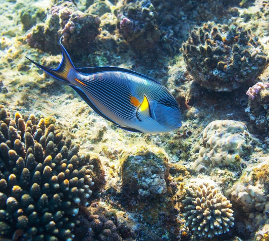 Fish / Aquatic