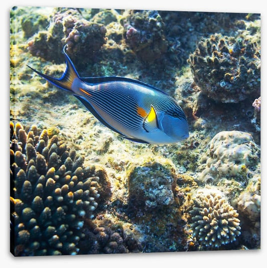 Fish / Aquatic