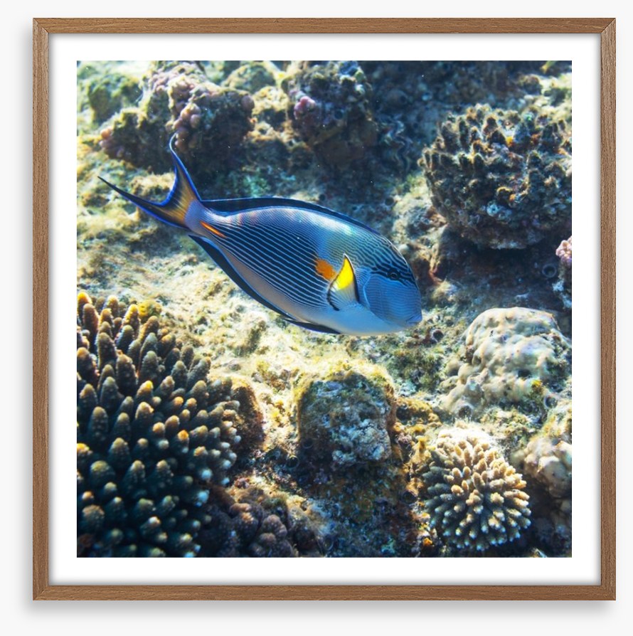 Fish / Aquatic