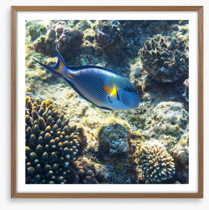 Fish / Aquatic