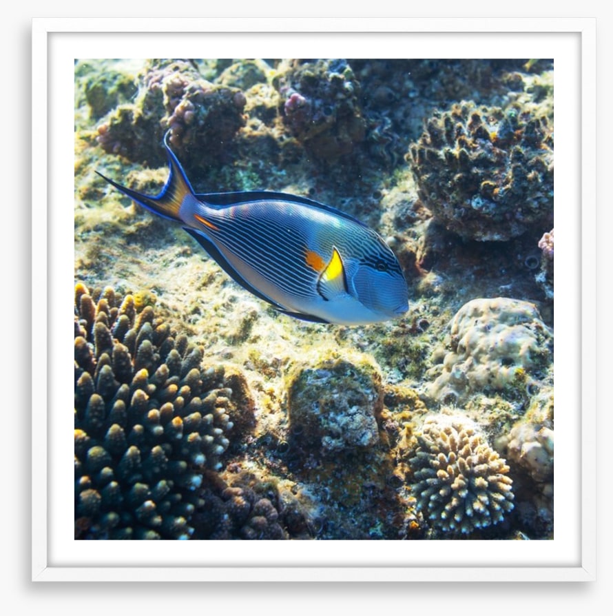 Fish / Aquatic