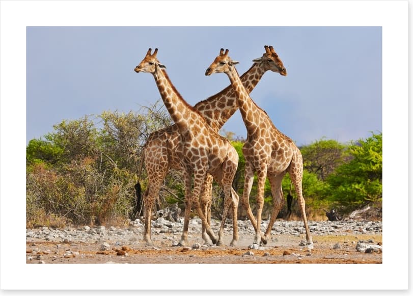 Three giraffes, Etosha National Park