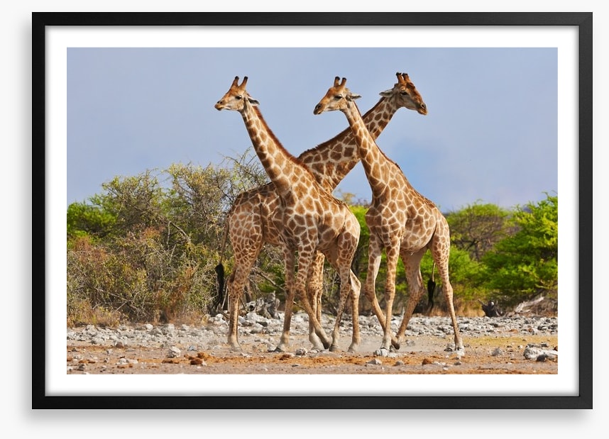 Three giraffes, Etosha National Park