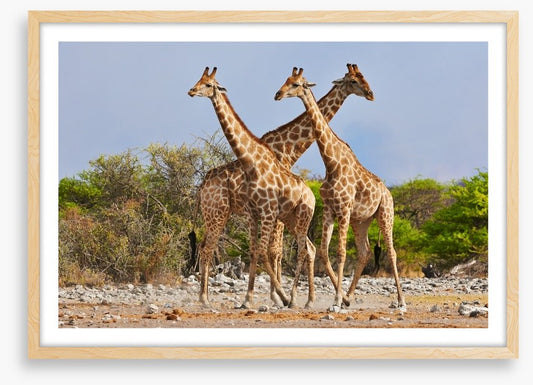 Three giraffes, Etosha National Park