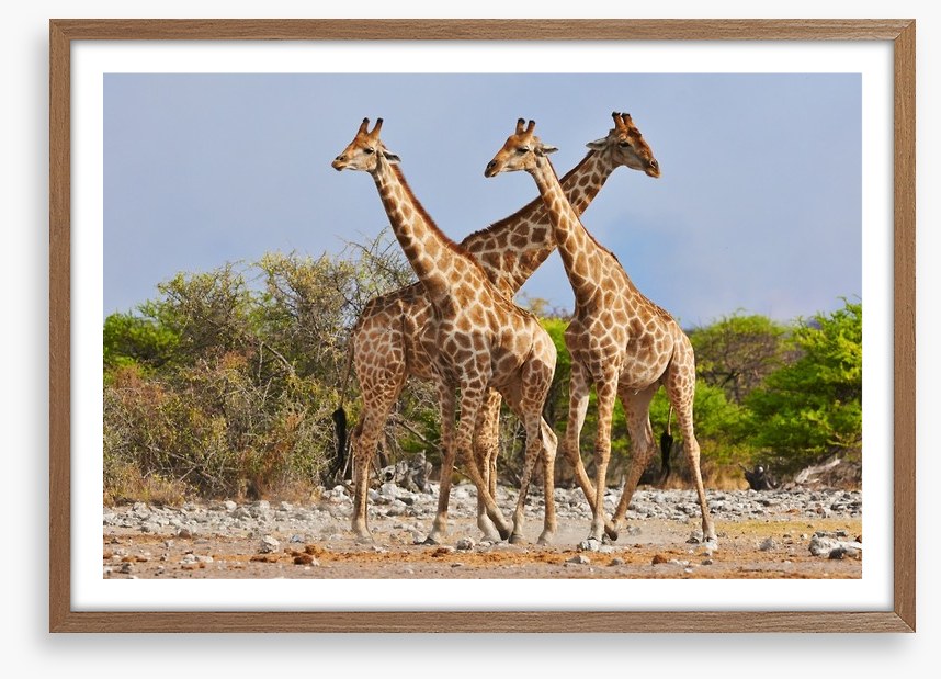 Three giraffes, Etosha National Park