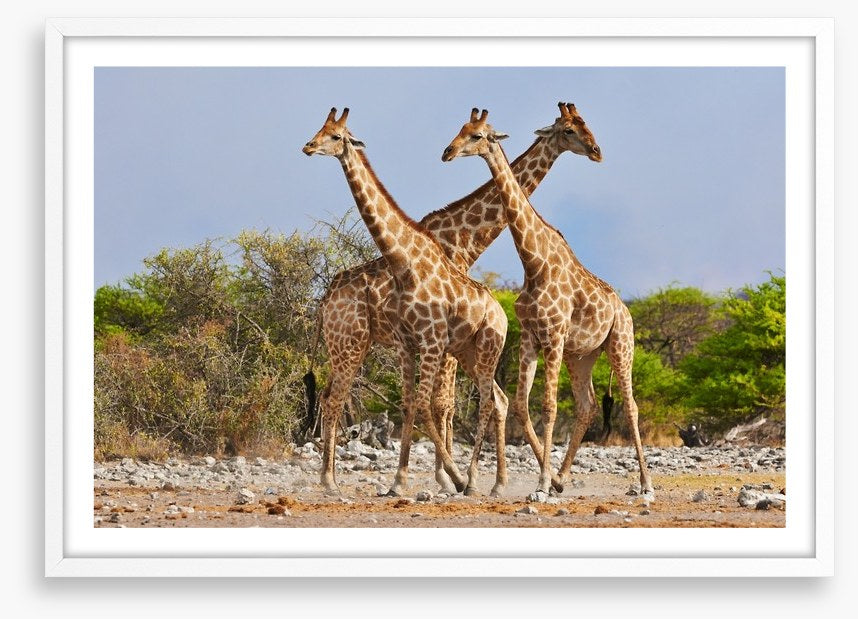 Three giraffes, Etosha National Park