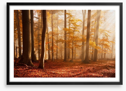 Carpathian beech forest