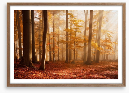 Carpathian beech forest