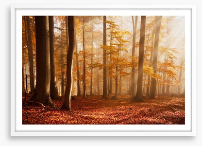 Carpathian beech forest