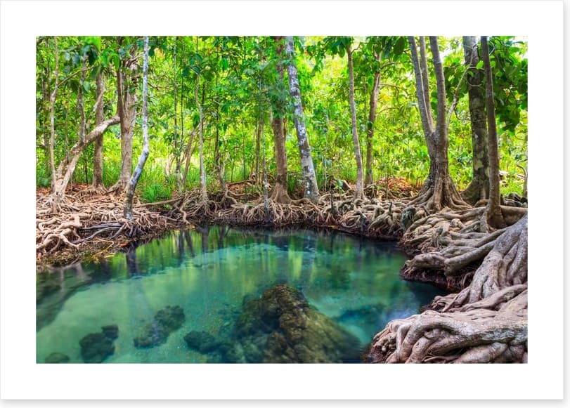 Mangrove forest pool
