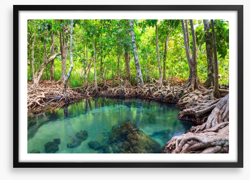Mangrove forest pool